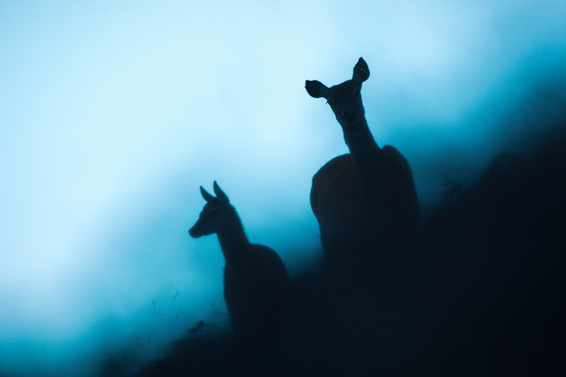 Striking last light silhouettes of a vigilant Red Deer hind and her unaware fawn in New Zealand's Alps, with the hind catching the observer, captured by photographer Steve Couper – perfect for dusk admirers seeking Aotearoa's serene beauty.