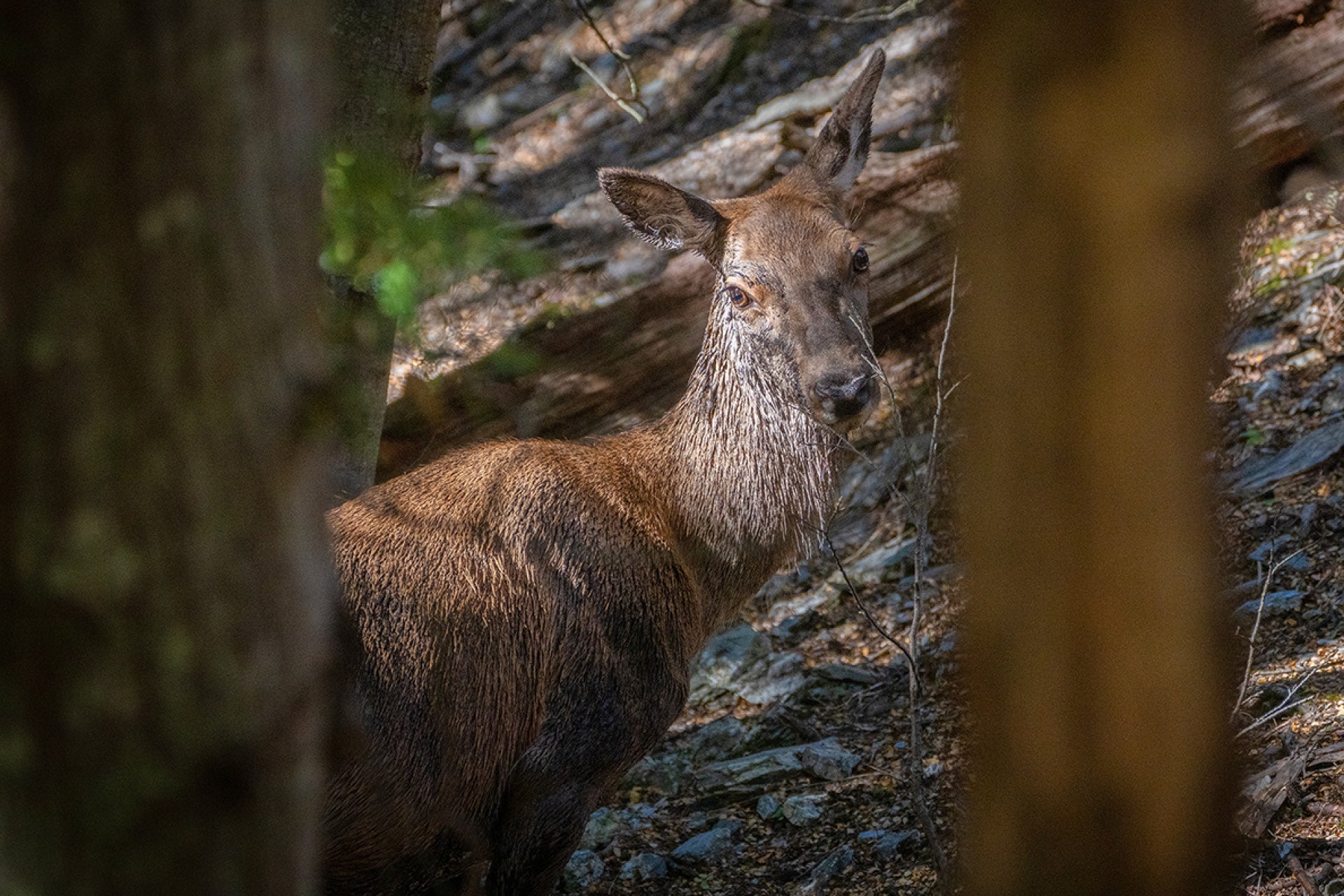 New Zealand Red Deer Hind (Cervus elaphus) emerging from an early morning wallow in the South Island's serene wilds with refreshed demeanour, captured by photographer Steve Couper – perfect for deer lovers seeking Aotearoa's captivating beauty.