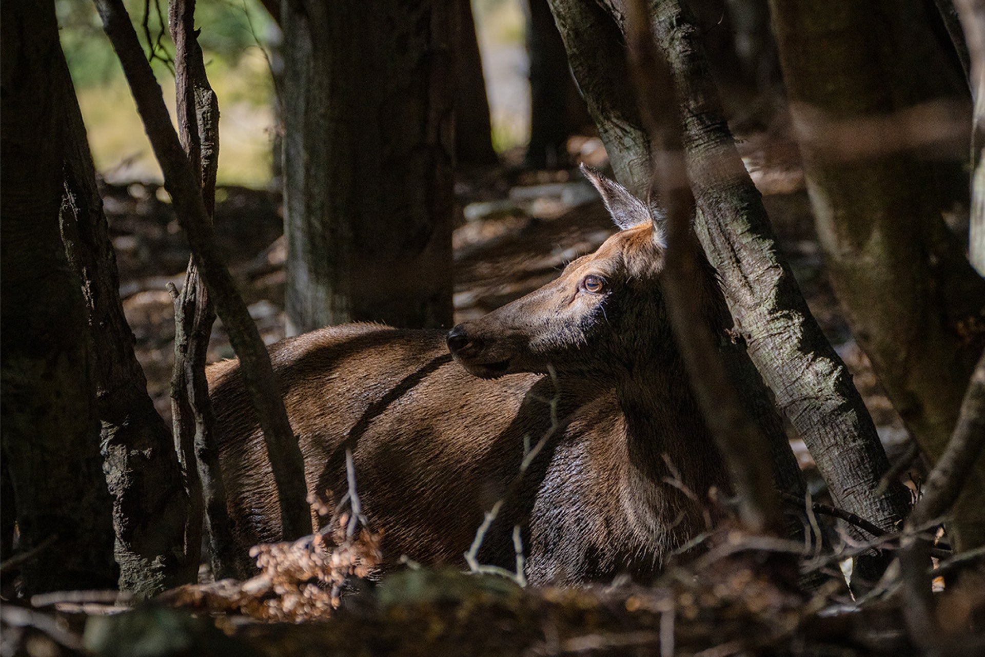 Serene New Zealand Red Deer Hind (Cervus elaphus) bedding down in the wilds with calm poise, captured by photographer Steve Couper – ideal for nature admirers seeking Aotearoa's enchanting beauty.