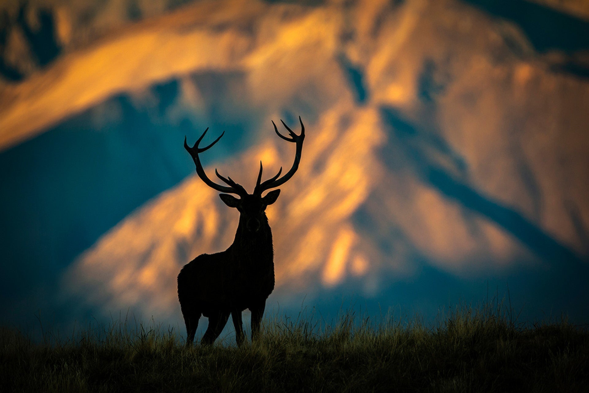 Majestic New Zealand Red Stag emerging from shadows to silhouette against glowing mountains in bustling late afternoon high country, posing with hind before vanishing, captured by photographer Steve Couper – ideal for enthusiasts seeking Aotearoa's evocative wild allure.