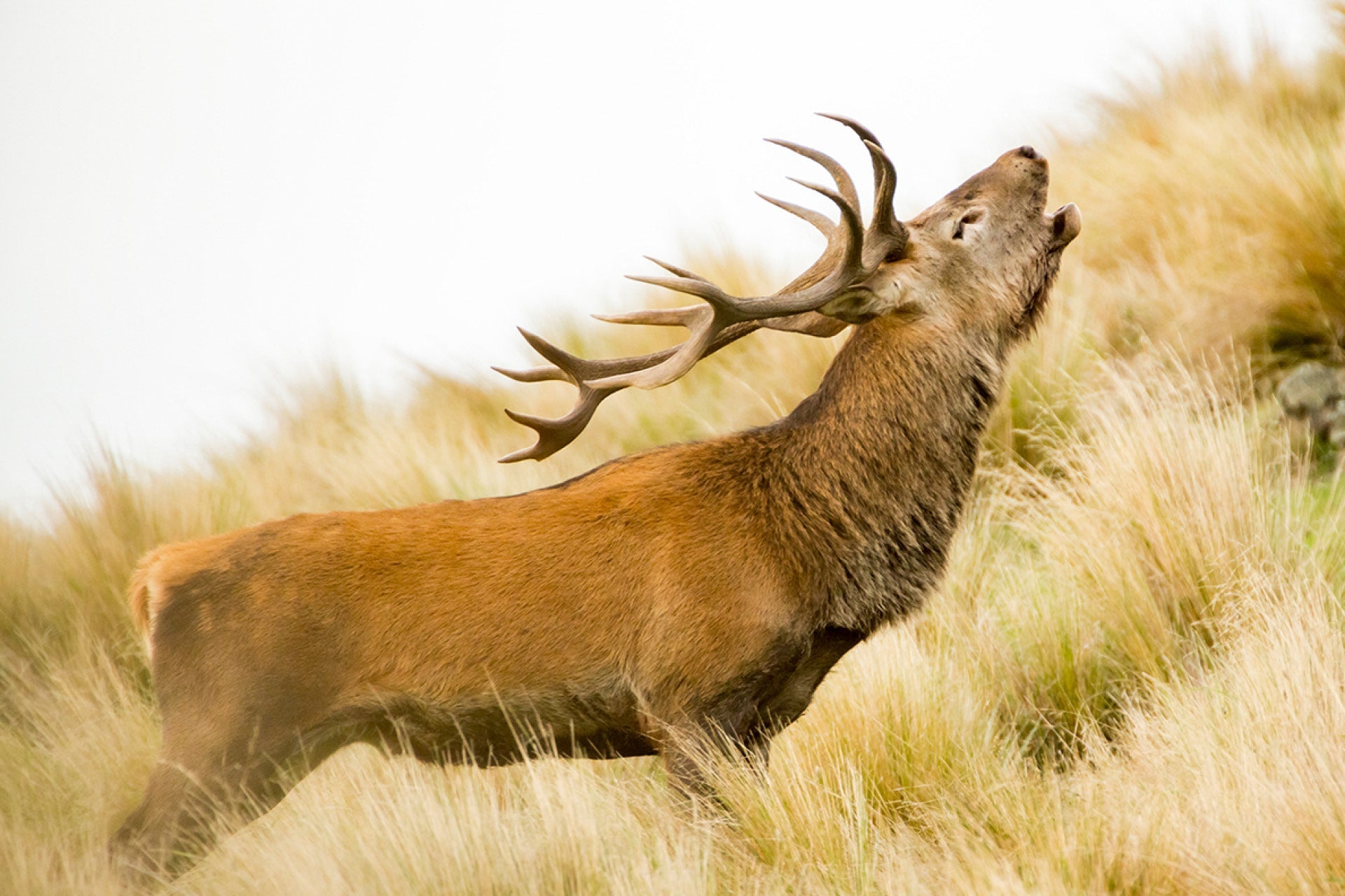 Formidable New Zealand Red Stag (Cervus elaphus) fiercely guarding domain and harem in electrifying roar season with rut behaviours, captured by photographer Steve Couper – ideal for wildlife enthusiasts seeking Aotearoa's thrilling deer moments.