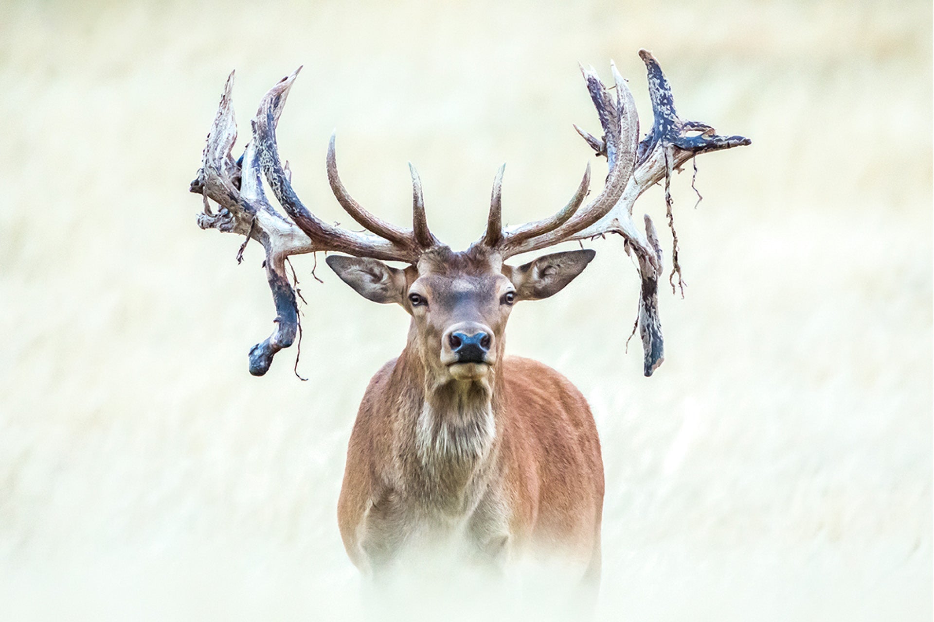 Intense seasonal ritual of New Zealand Red Stag (Cervus elaphus) shedding bloody tattered velvet from emerging hard antlers for roar battles, raw wildlife transformation, captured by photographer Steve Couper – ideal for enthusiasts seeking Aotearoa's nature cycles.