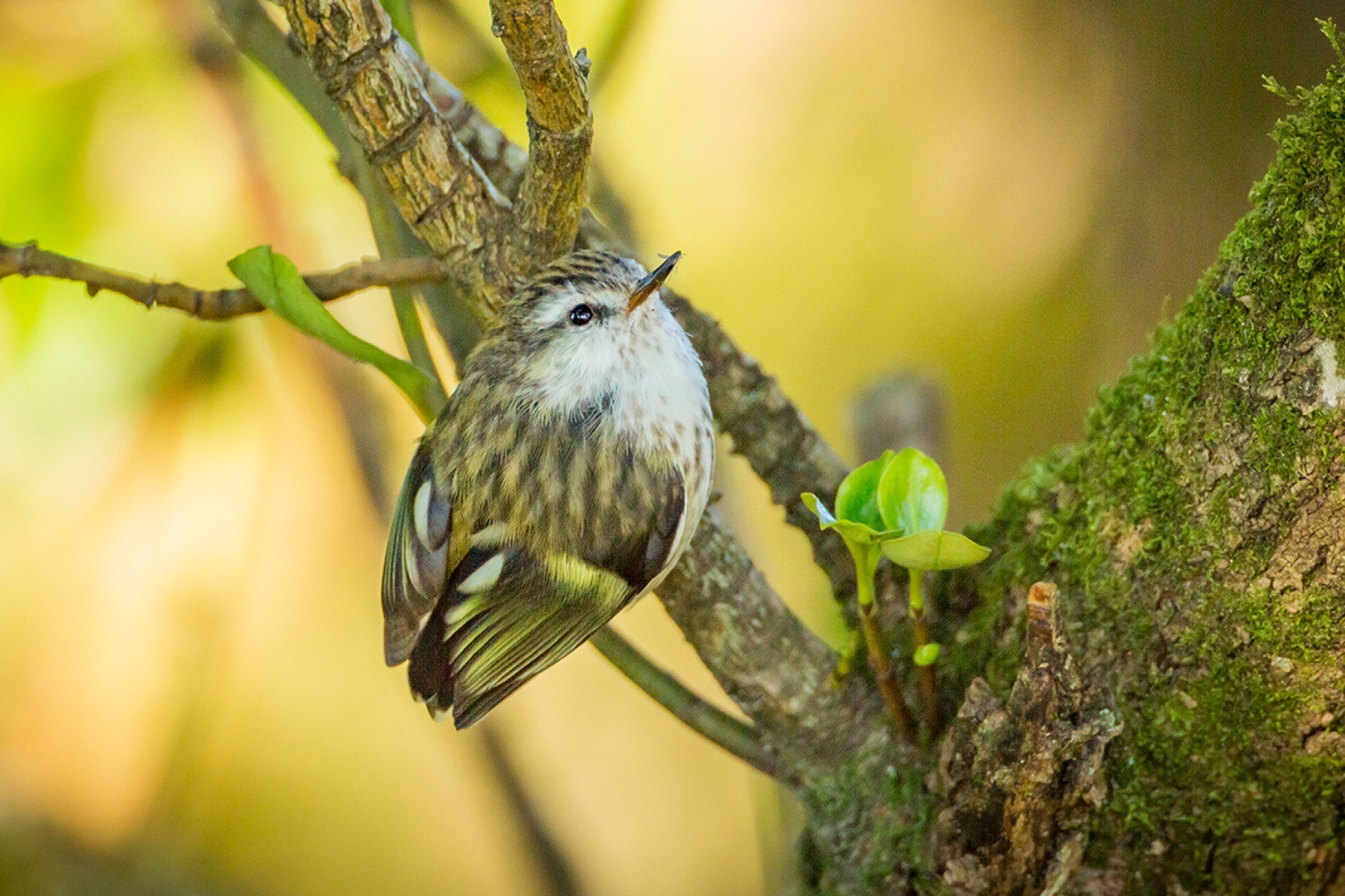 New Zealand's tiniest native bird, the Rifleman (Acanthisitta chloris), with a prized insect catch spotted while stag hunting, endemic to NZ wrens family, captured by photographer Steve Couper – ideal for bird enthusiasts seeking Aotearoa's endearing beauty.