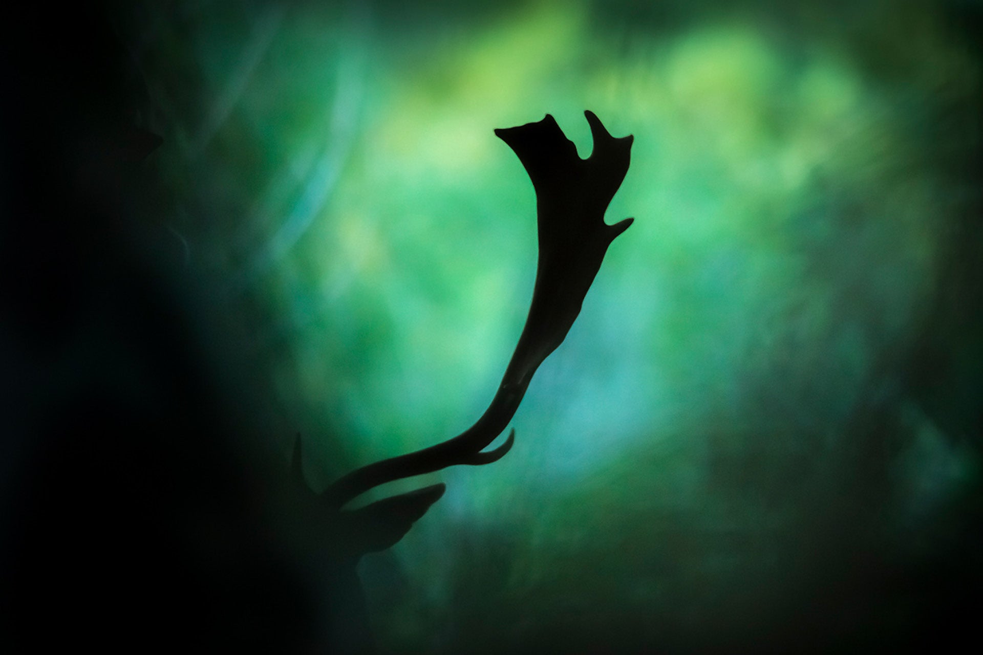 Startled New Zealand Fallow Buck (Dama dama) diving into bush cover with piercing stare in elusive hunting moment, captured by photographer Steve Couper – ideal for fans of Aotearoa's thrilling deer escapes and wildlife photography.