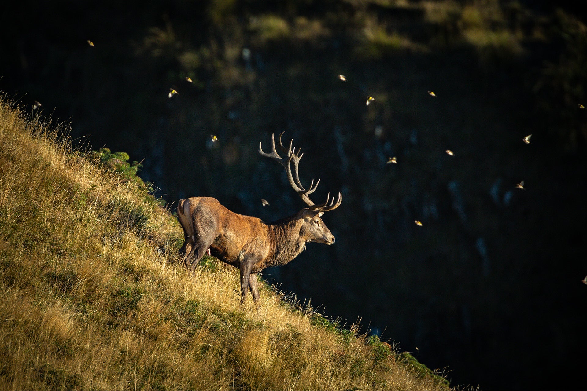 Dominant New Zealand Trophy Red Stag (Cervus elaphus) surveying realm and guarding hinds in roaring rut, with passing finches against shadowed mountains in epic shot, captured by photographer Steve Couper – ideal for wildlife enthusiasts seeking Aotearoa's thrilling triumphs.