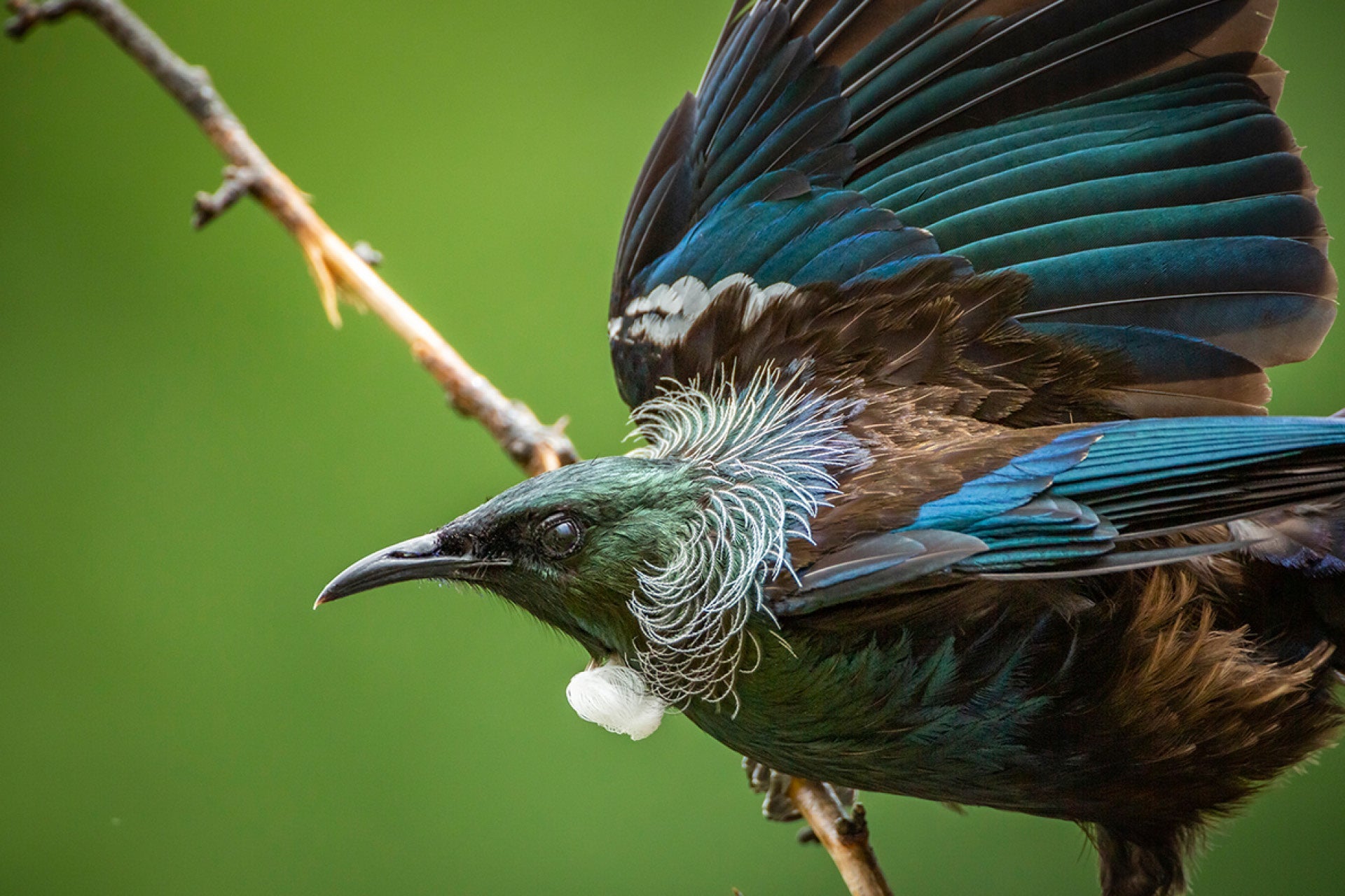 Male New Zealand Tui with fierce determination proclaiming turf through resounding calls and bold displays, fending off challengers in avian rivalry and competitive spirit, captured by photographer Steve Couper – ideal for bird enthusiasts seeking Aotearoa's dynamic intensity.