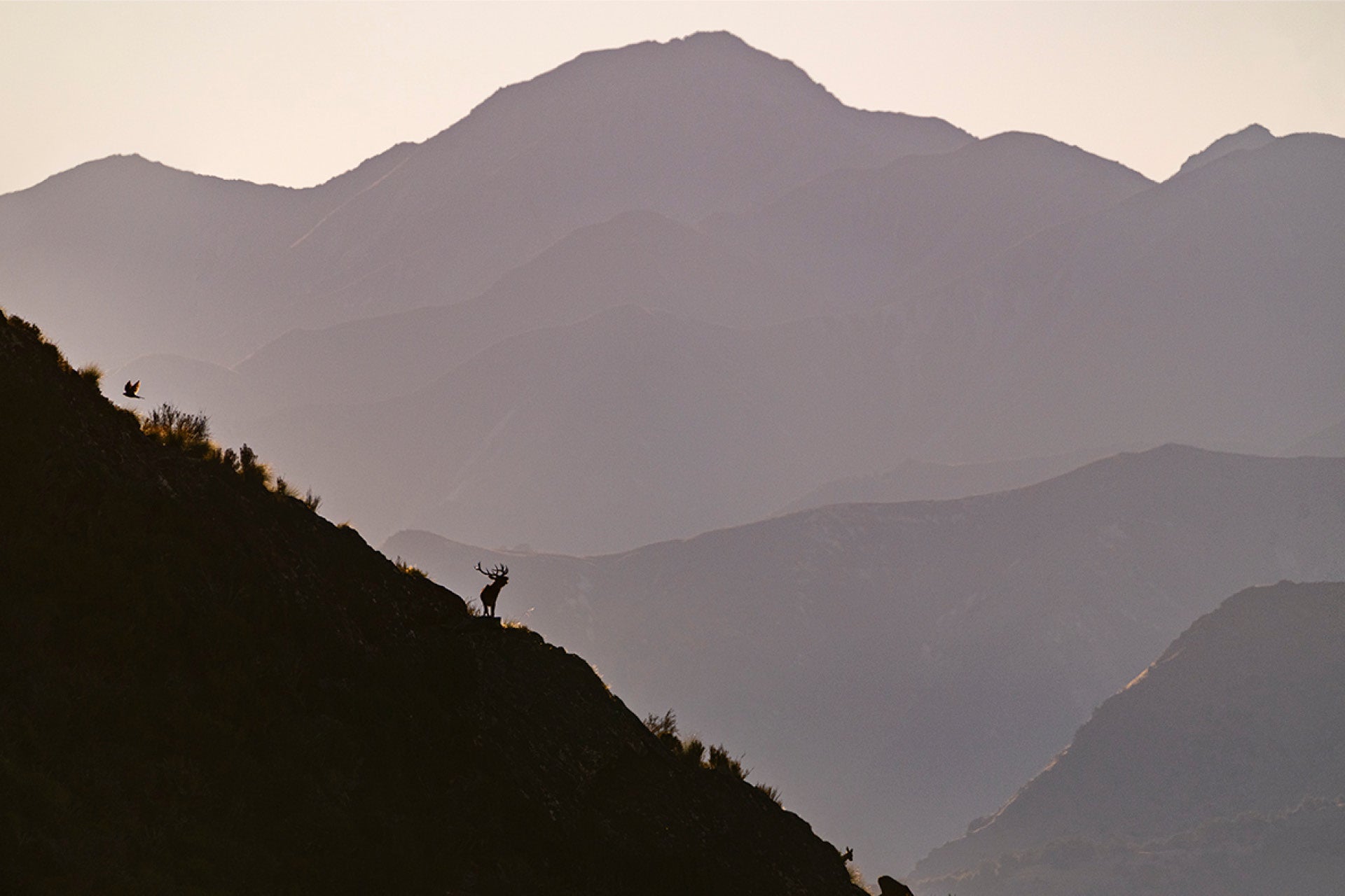 Vibrant New Zealand wildlife in early morning glow at Lake Hawea, Southern Alps, featuring swift Falcon, roaring Red Stag, nurturing Red Hind with fawn – pure Aotearoa magic, captured by photographer Steve Couper – ideal for wildlife enthusiasts.