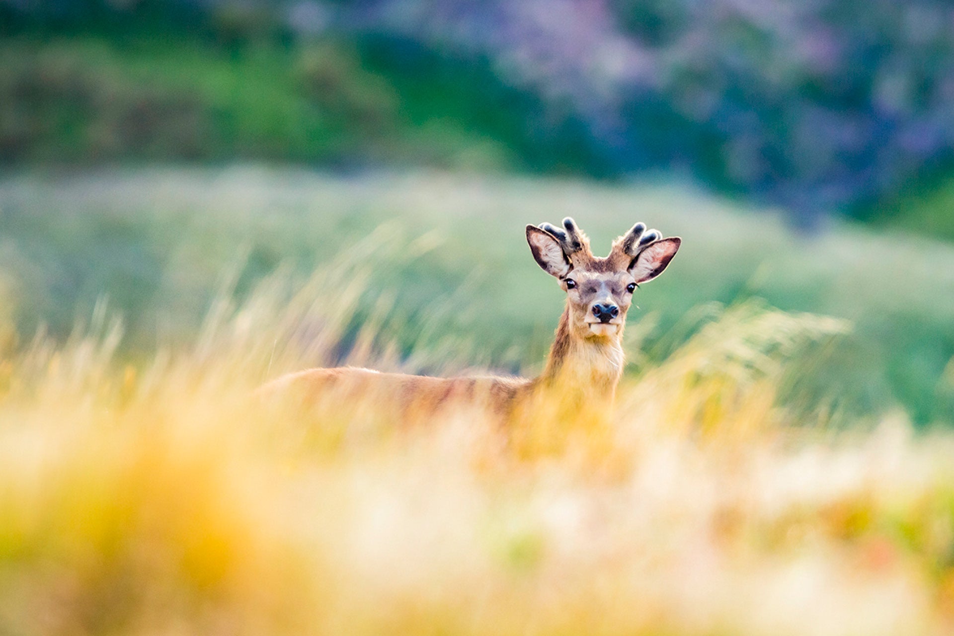 Young Red Stag spiker startled in early morning while savouring spring flush after winter, with unique deceptive top-down mountain view, captured by photographer Steve Couper – perfect for creative captures seeking Aotearoa's intriguing beauty.