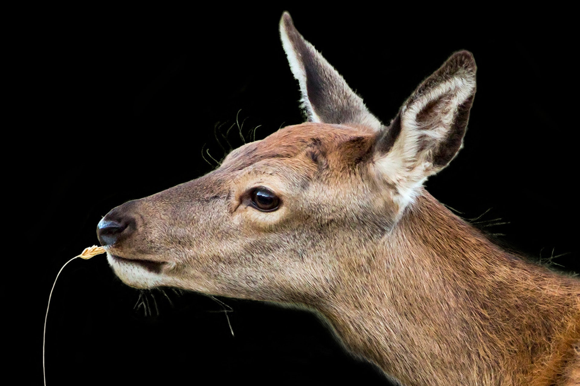 Endearing New Zealand Red Deer Fawn (Cervus elaphus) on verge of tasting morsel in lush high-country meadows, capturing innocent youth and playful feeding.