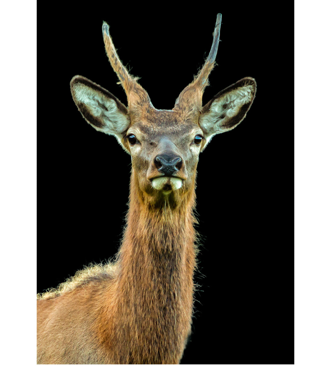 Curious young Red Stag (Red Spiker) inching closer in New Zealand's wilds, capturing inquisitive moment amid lush high-country terrain