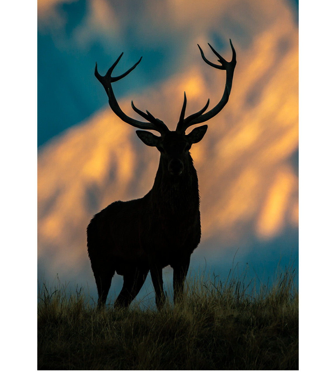 Dramatic silhouette of Red Stag on high country ridge in New Zealand, stepping from shadows against glowing mountains with attentive hind in soft evening light.