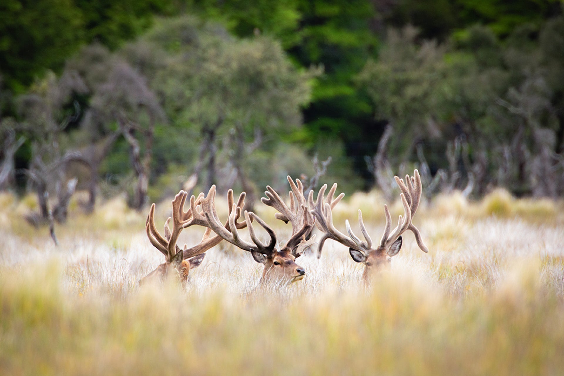 Three New Zealand red stags with velvet antlers in a grassy field in golden afternoon light, showcasing majesty and calm