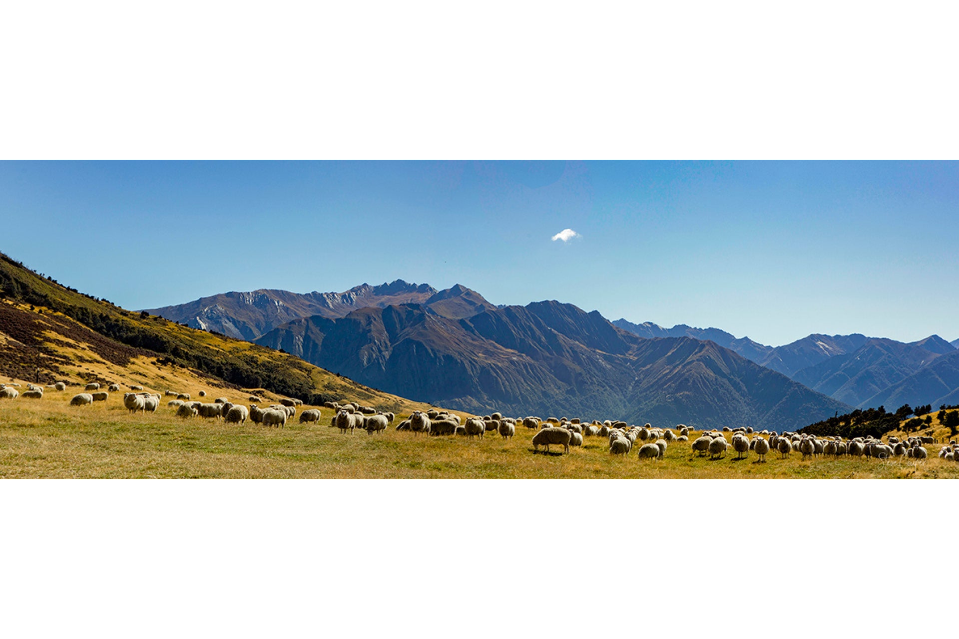 Hardy high country sheep grazing serenely with breathtaking views over Lake Hawea in New Zealand's Southern Alps South Island, blending pastoral charm and crystal waters under vast skies