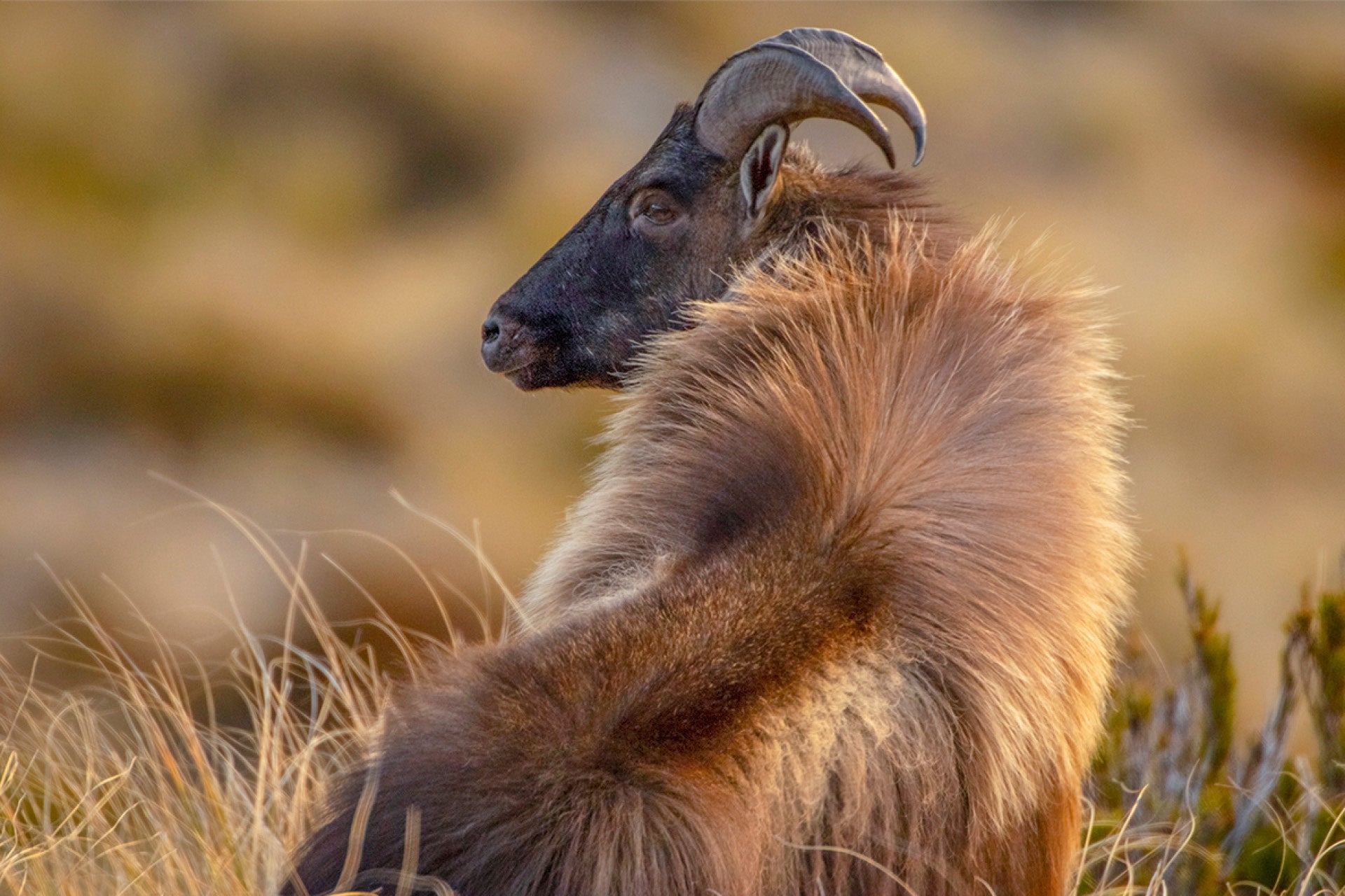 Himalayan Bull Tahr in Southern Alps proudly flaunting lush mane to captivate nannies in awe-inspiring courtship spectacle, captured by photographer Steve Couper – ideal for wildlife enthusiasts seeking Aotearoa's alpine majesty.