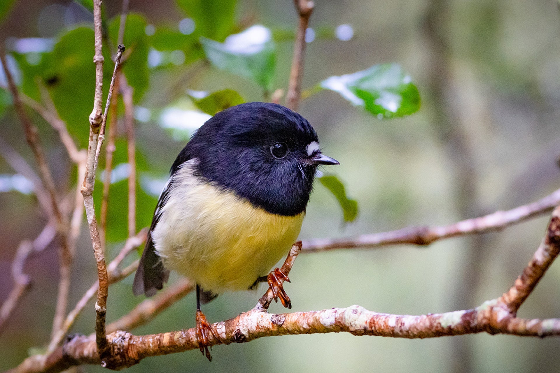 Vibrant New Zealand native Tomtit (Petroica macrocephala) darting through Fiordland's lush rainforest, amid colorful foliage, fjords, and towering misty mountains