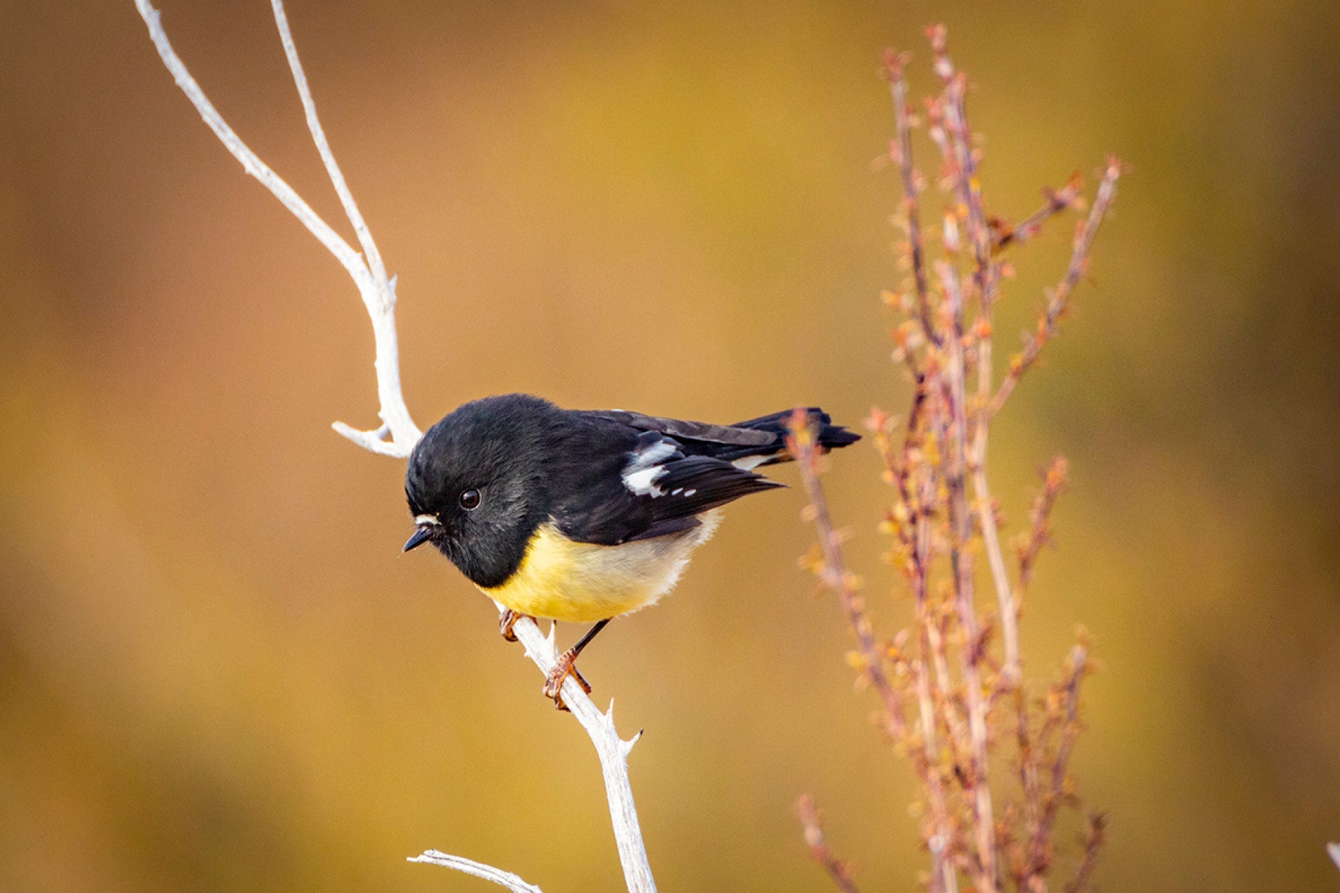 New Zealand native Tomtit (Petroica macrocephala) foraging in alpine forest of the South Island, small and alert