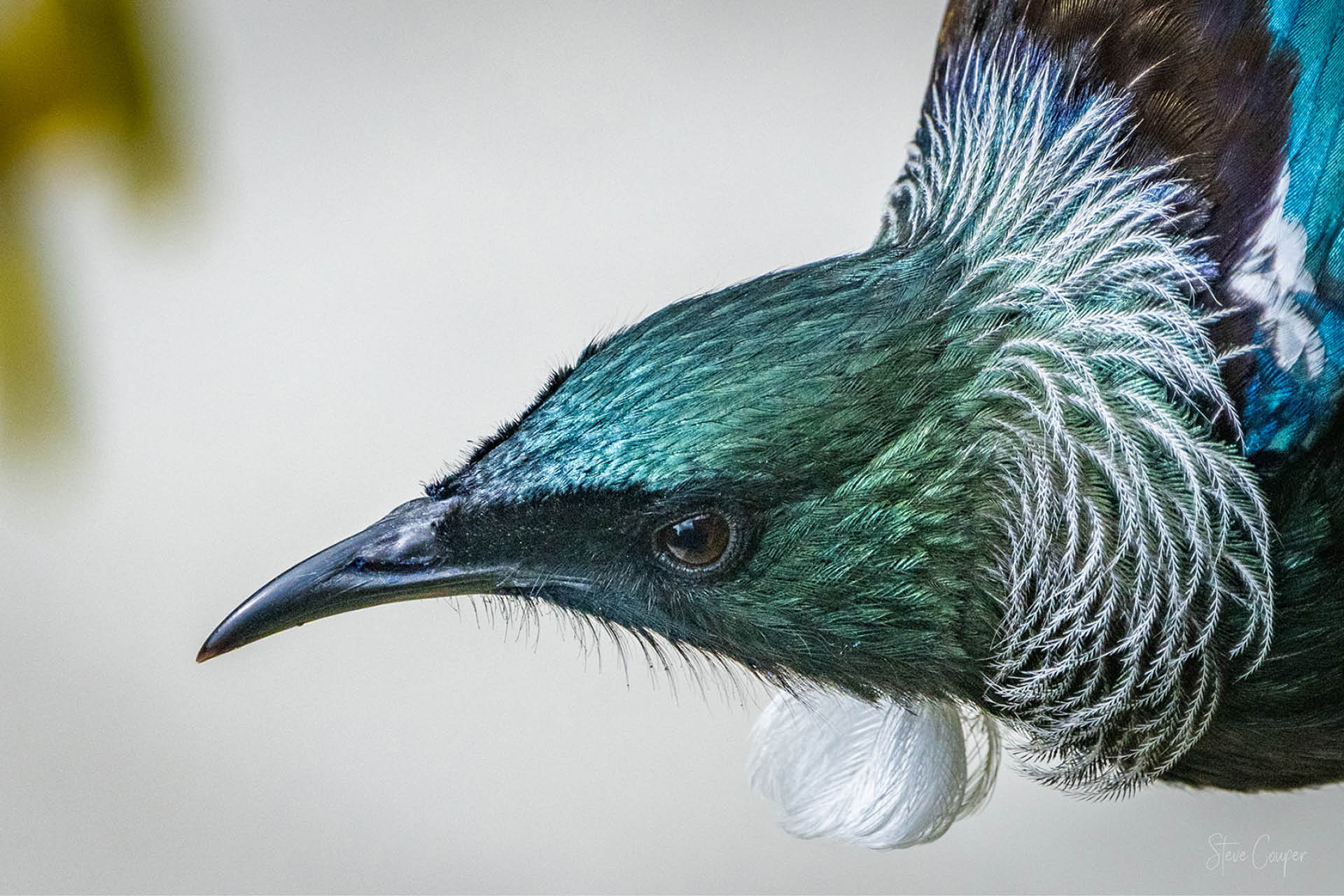 Close-up of New Zealand Tui bird highlighting intricate throat feathers and iridescent plumage in native forest landscape