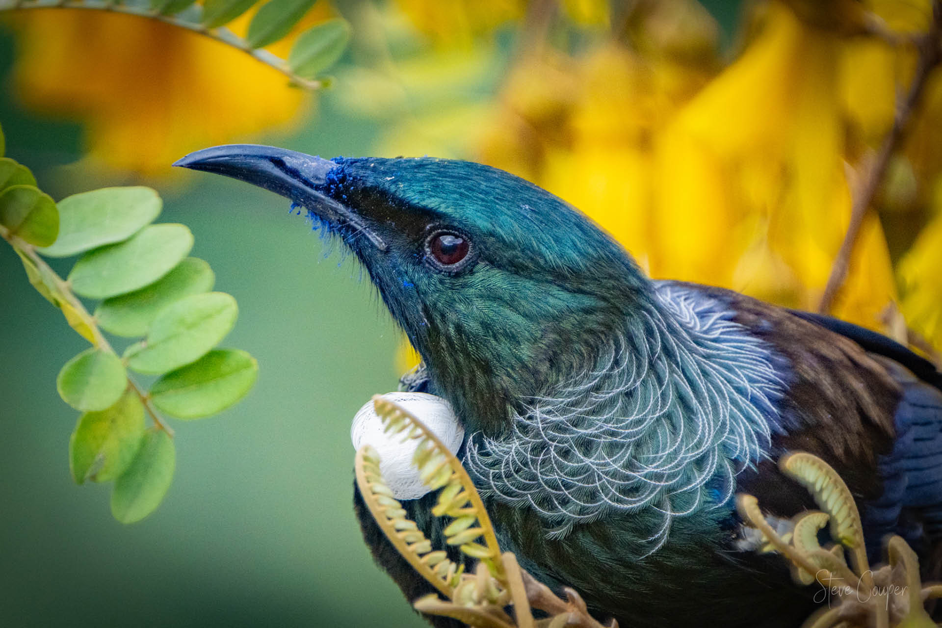 Blissful Tui bird perched on vibrant Kowhai flower in New Zealand's spring landscape, immersed in nectar ecstasy amid golden blooms