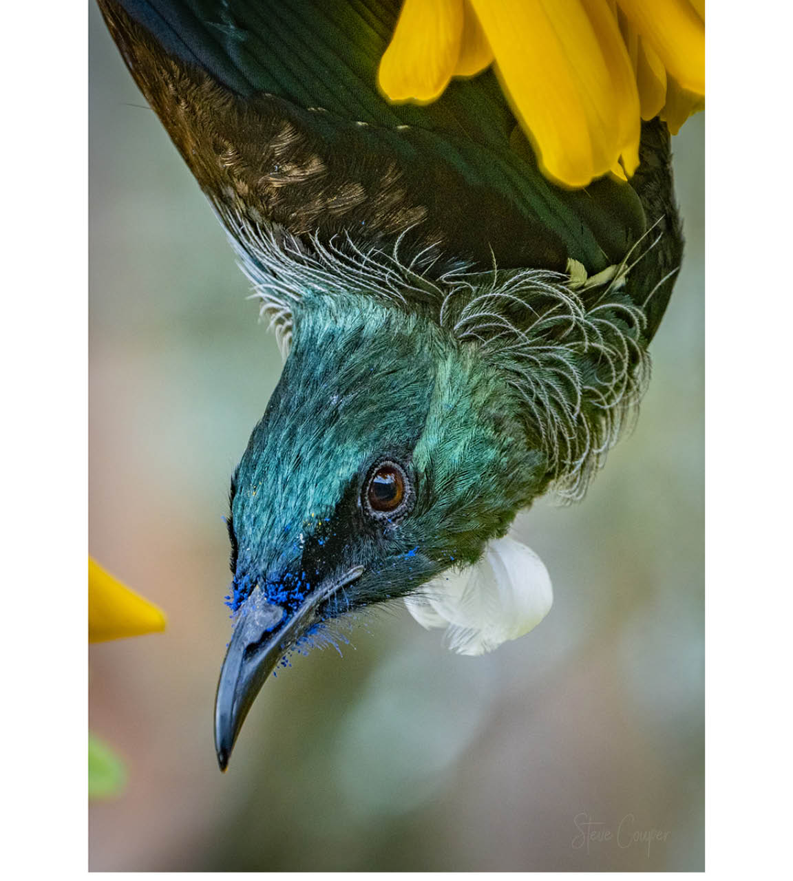 Frenzied New Zealand Tui bird delving into Kowhai nectar in vibrant spring landscape, with curved beak extracting drops amid golden flowers