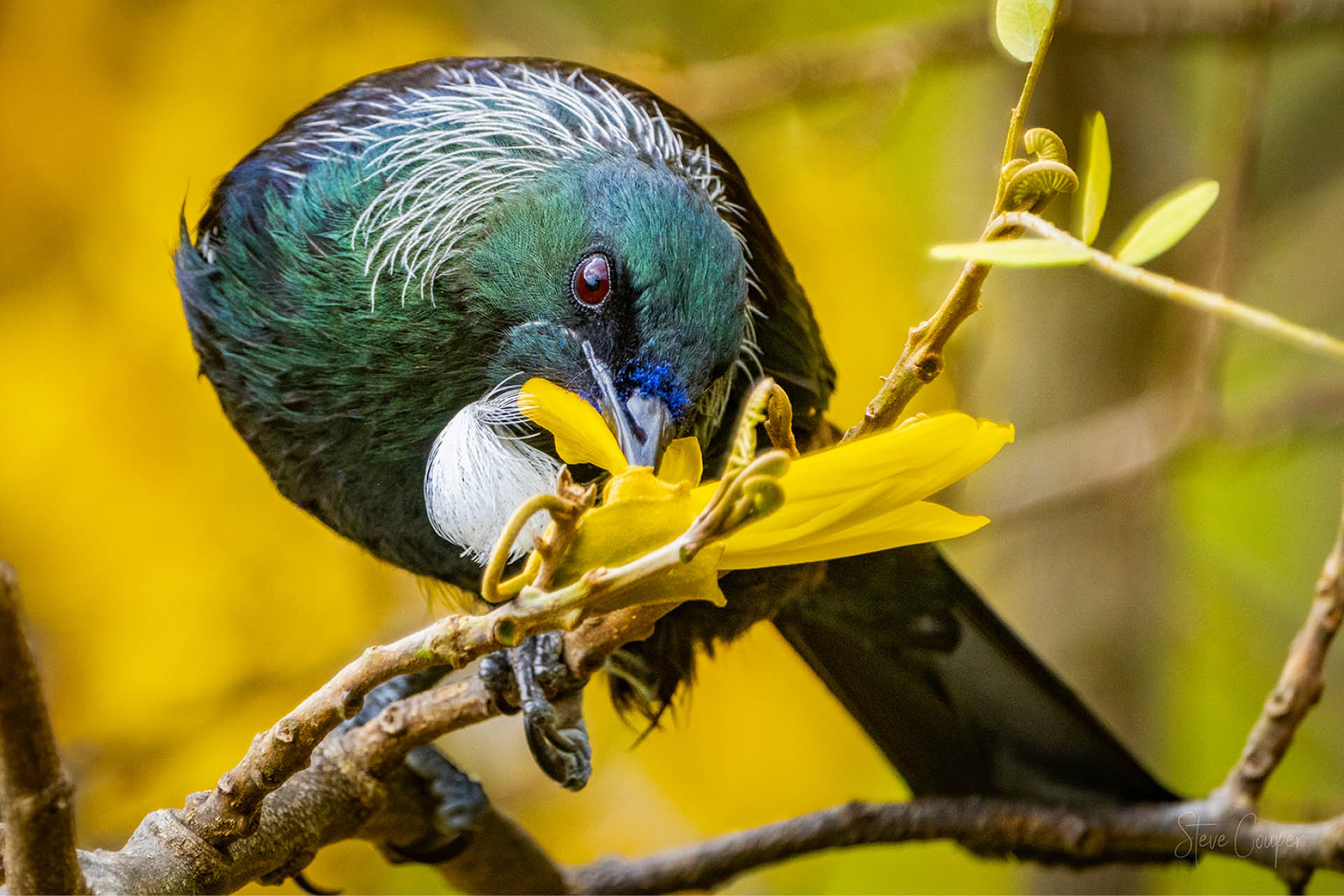 Mesmerising Tui bird immersed in nectar extraction from Kowhai tree in New Zealand's spring landscape, with shimmering plumage amid flourishing blooms