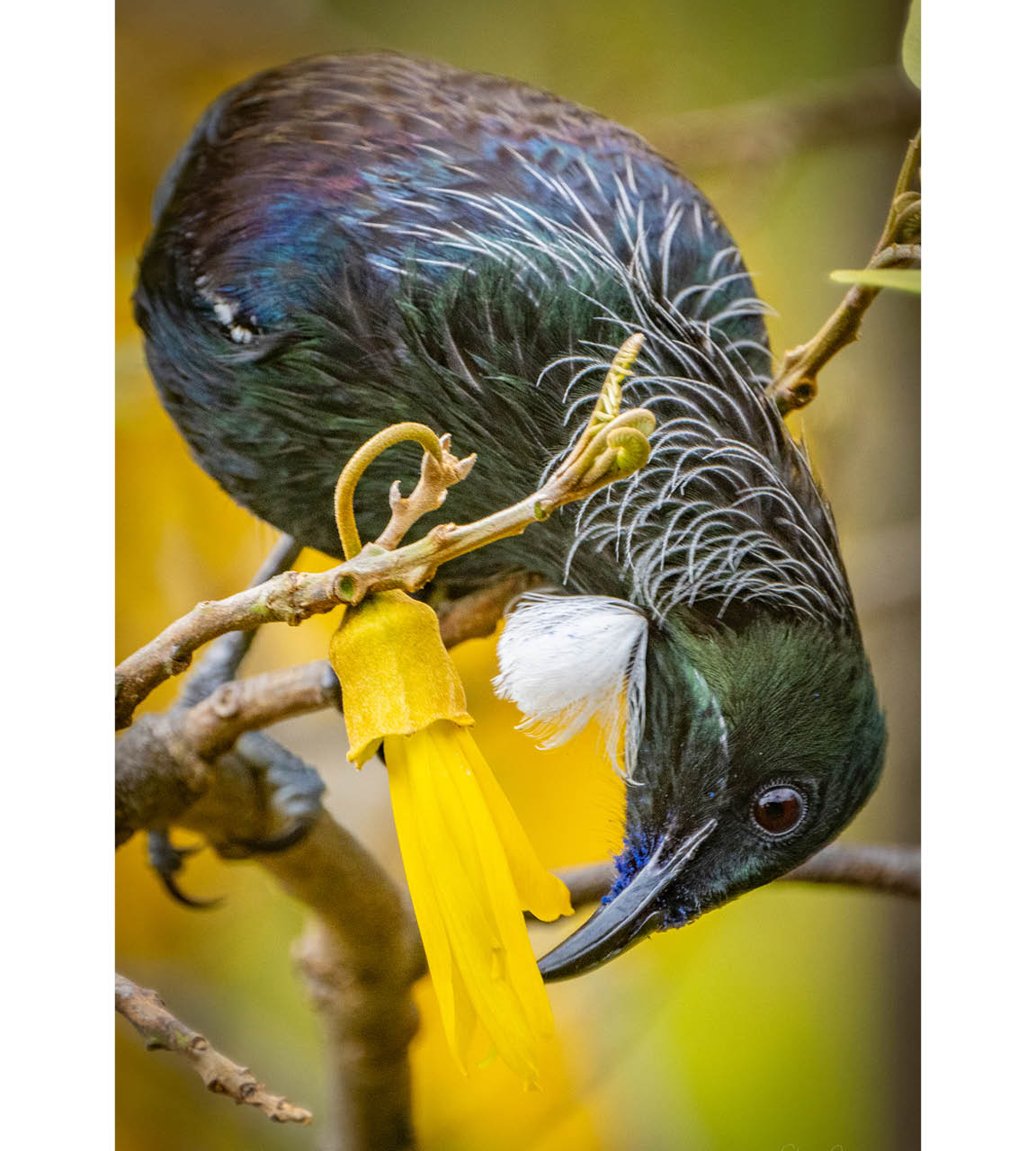 Determined Tui bird extracting nectar from flowering Kowhai tree in New Zealand's native bush landscape, showcasing focused foraging in spring