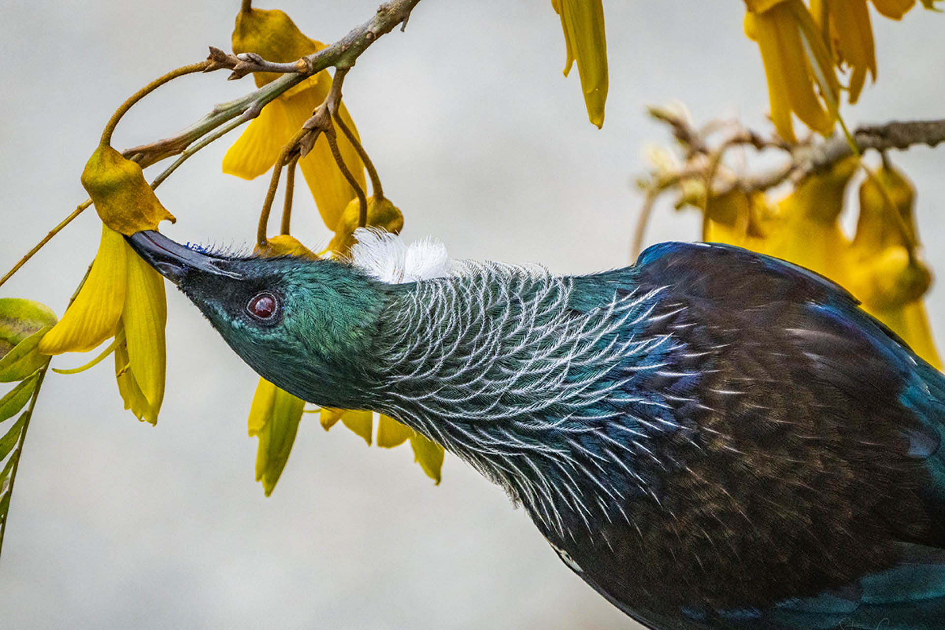 New Zealand Tui bird performing pollination dance in Kowhai tree during spring, inserting beak into golden nectar-rich flowers amid vibrant forests