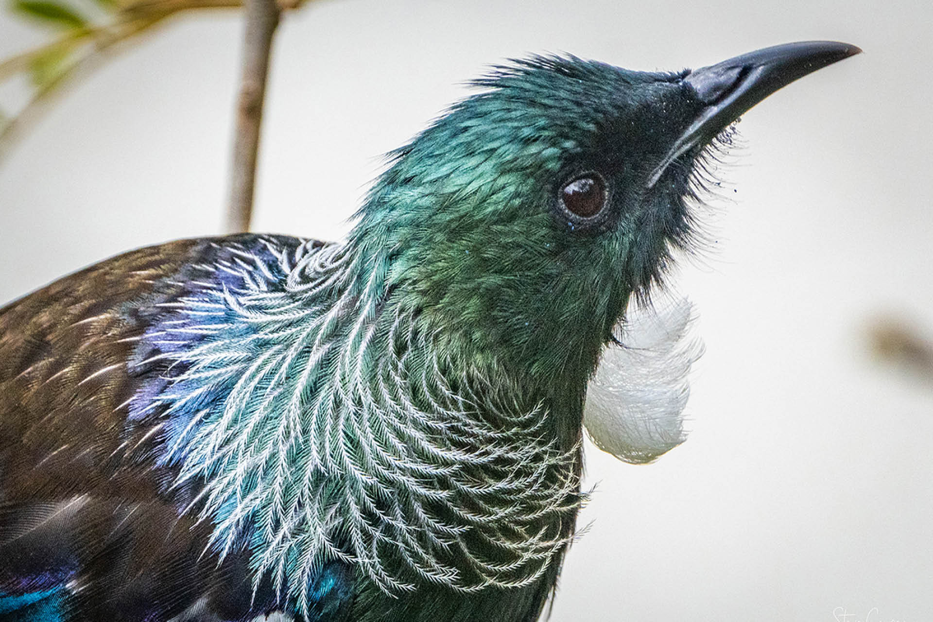 Clever Tui bird pausing thoughtfully in Kowhai tree canopy in New Zealand's spring landscape, strategizing amid nectar-rich blooms