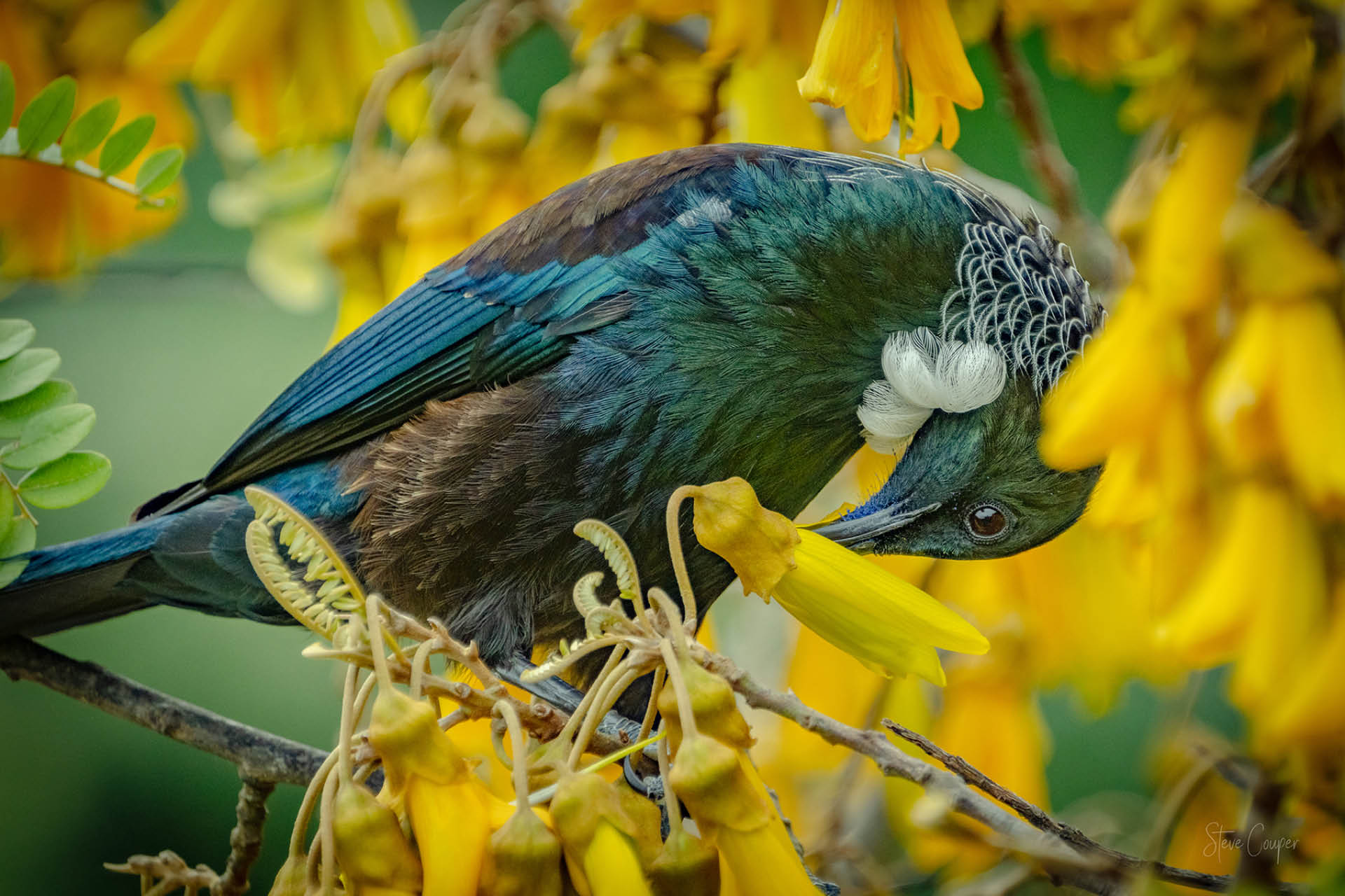 Energetic New Zealand Tui bird diving into Kowhai nectar with relentless focus, amid iridescent plumage and golden blooms in spring forests
