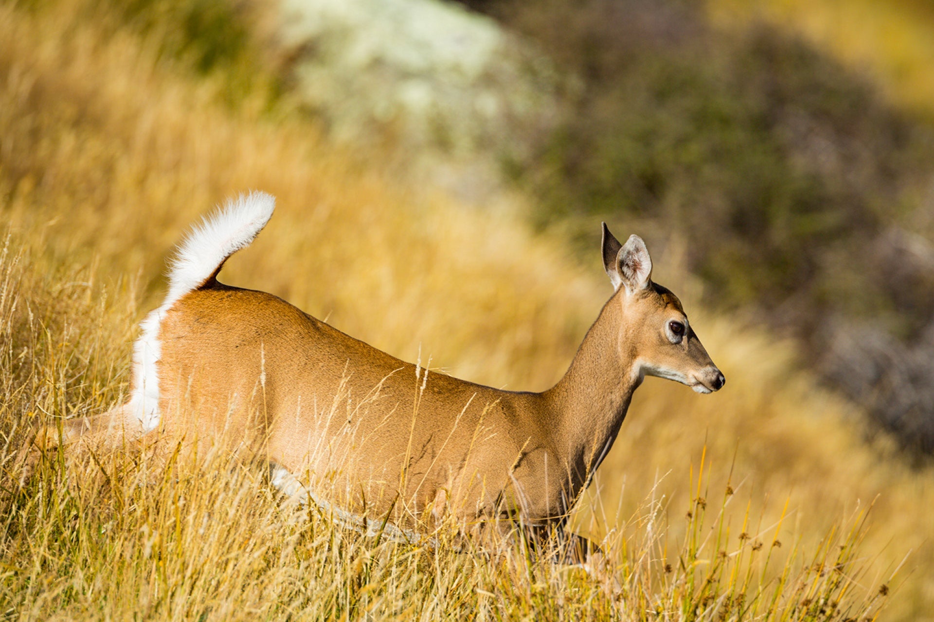 Alert young Whitetail Doe (Odocoileus virginianus) swiftly heading for cover in New Zealand's majestic mountains, showcasing fine features and heightened senses