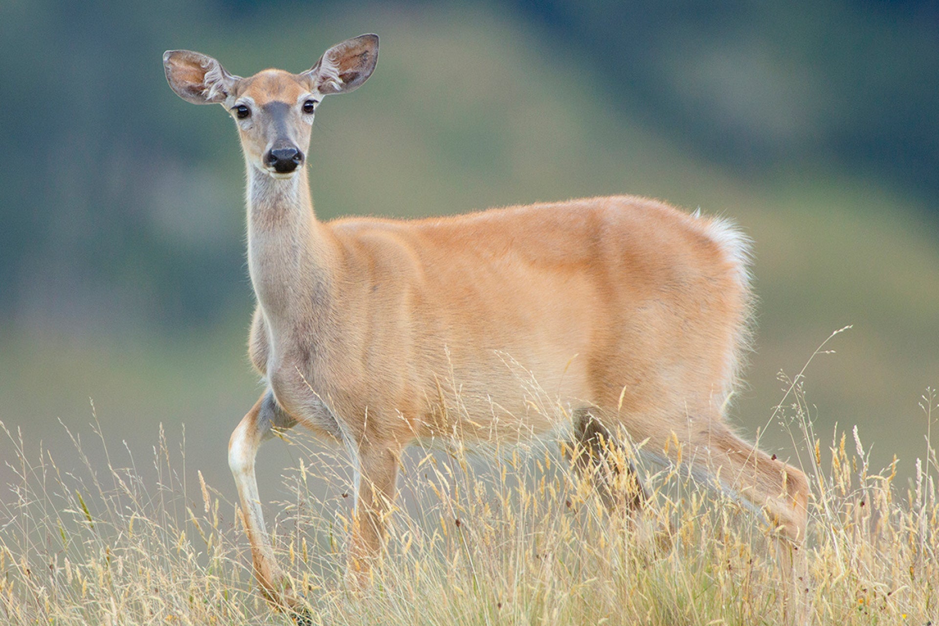 Elegant New Zealand Whitetail Doe (Odocoileus virginianus) in lush forests and meadows, showcasing slender form and alert senses amid natural poise