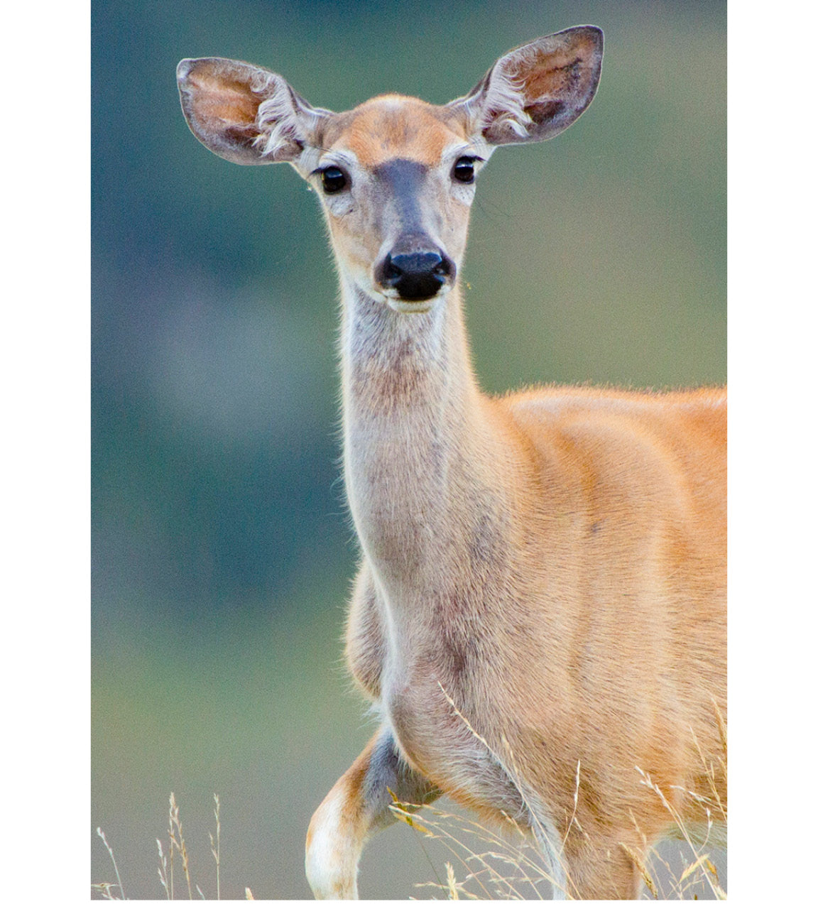 Graceful New Zealand Whitetail Doe (Odocoileus virginianus) in poised moment amid verdant mountain landscapes, showcasing fine features and agility.
