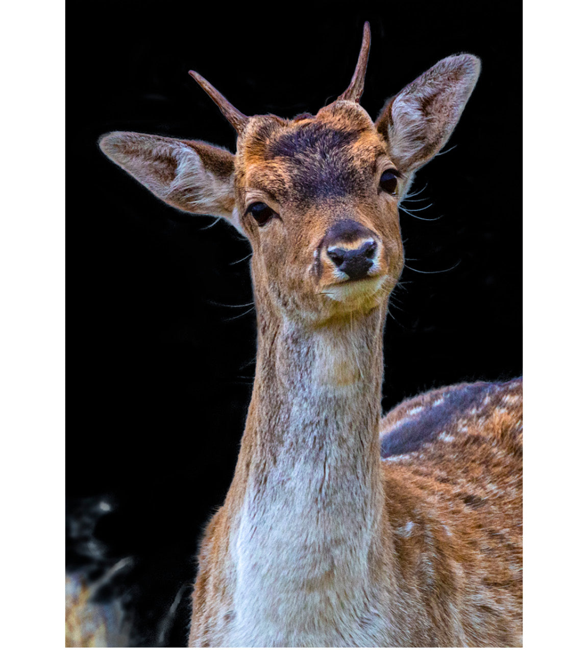 Cooperative young New Zealand Fallow Buck (Dama dama) standing in soft dawn glow amid serene landscapes, exuding youthful charm and poise.