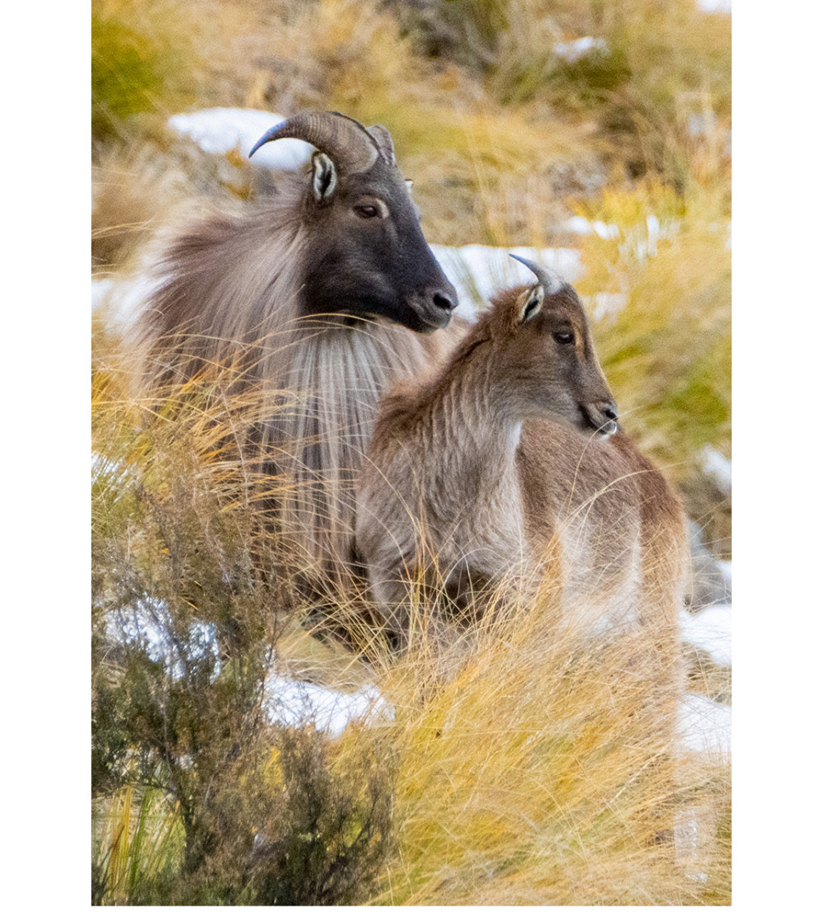 Young Himalayan Bull Tahr (Hemitragus jemlahicus) clinging to nurturing nanny in New Zealand's rugged alpine terrain, showcasing family survival bonds
